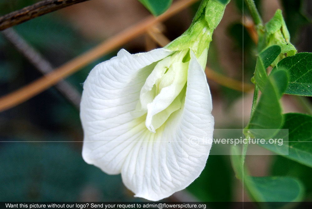 White clitoria flower