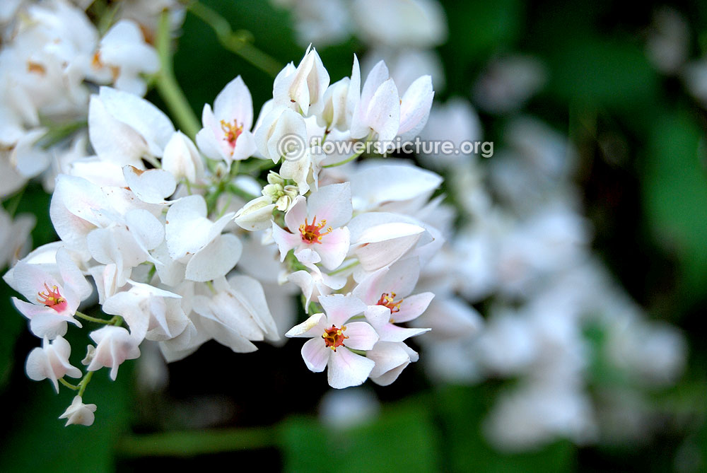 Antigonon leptopus 'Alba'