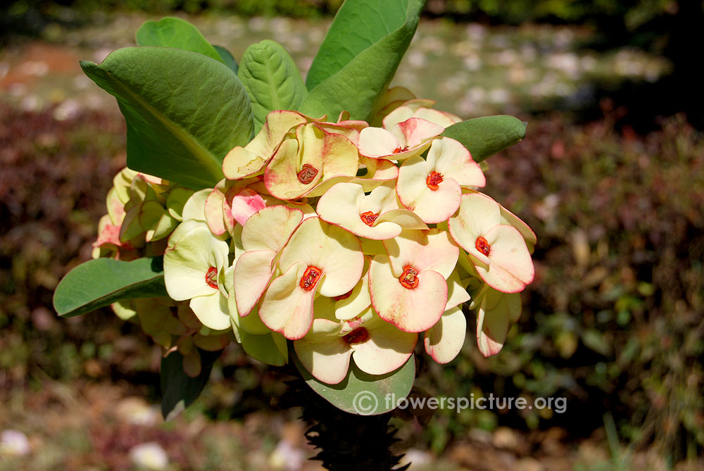 White euphorbia milii splendens