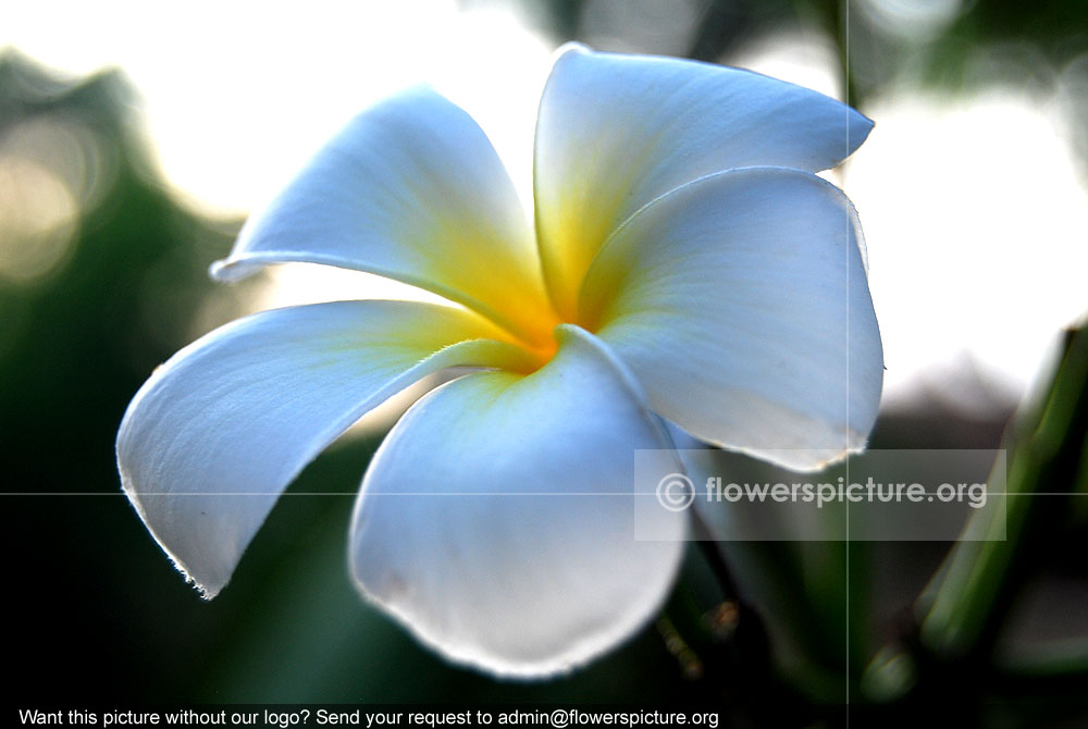 White frangipani