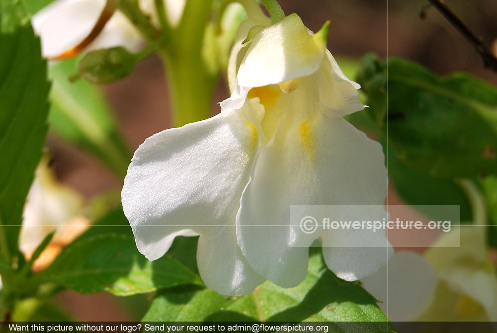 White garden balsam