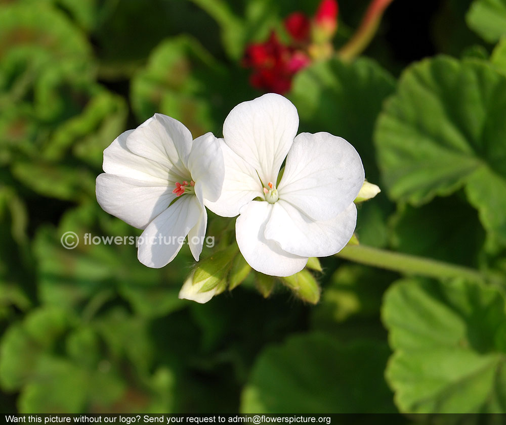 White garden geranium