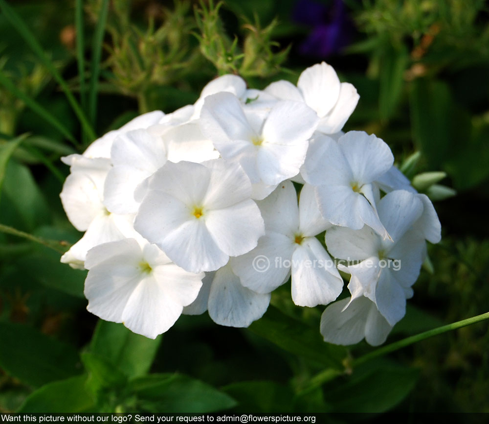 White garden phlox