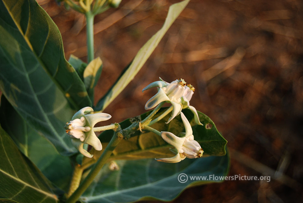 White giant milkweed