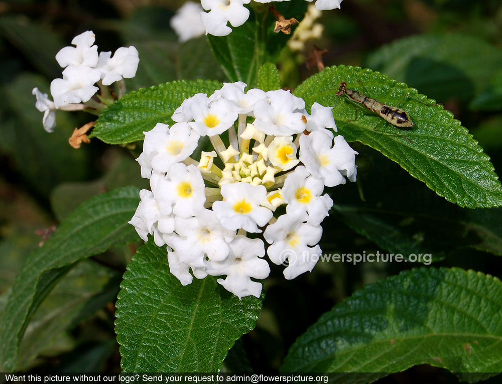 White lantana camara