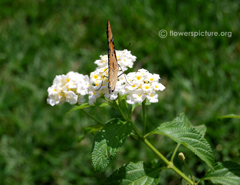 White lantana