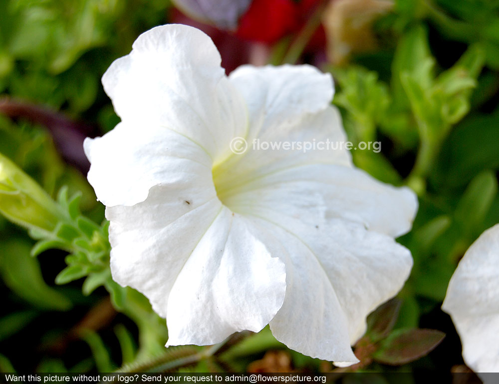 White petunia