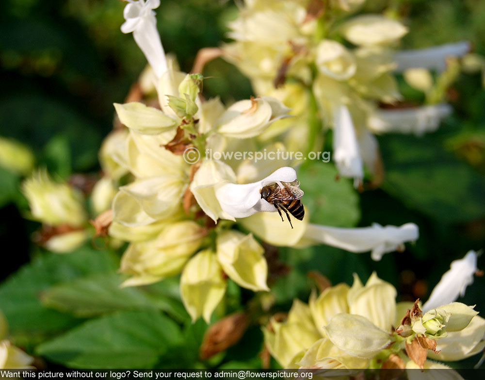 White salvia splendens