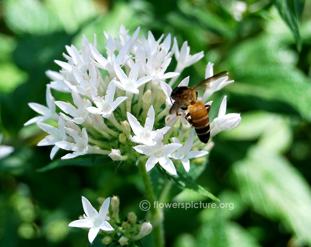 White star cluster flower