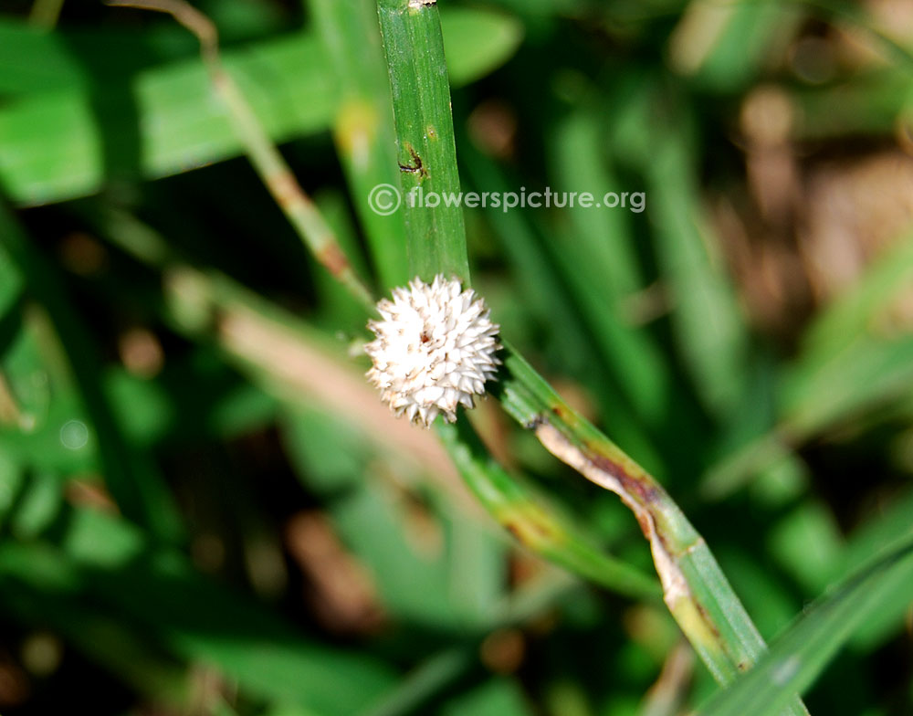 White water sedge