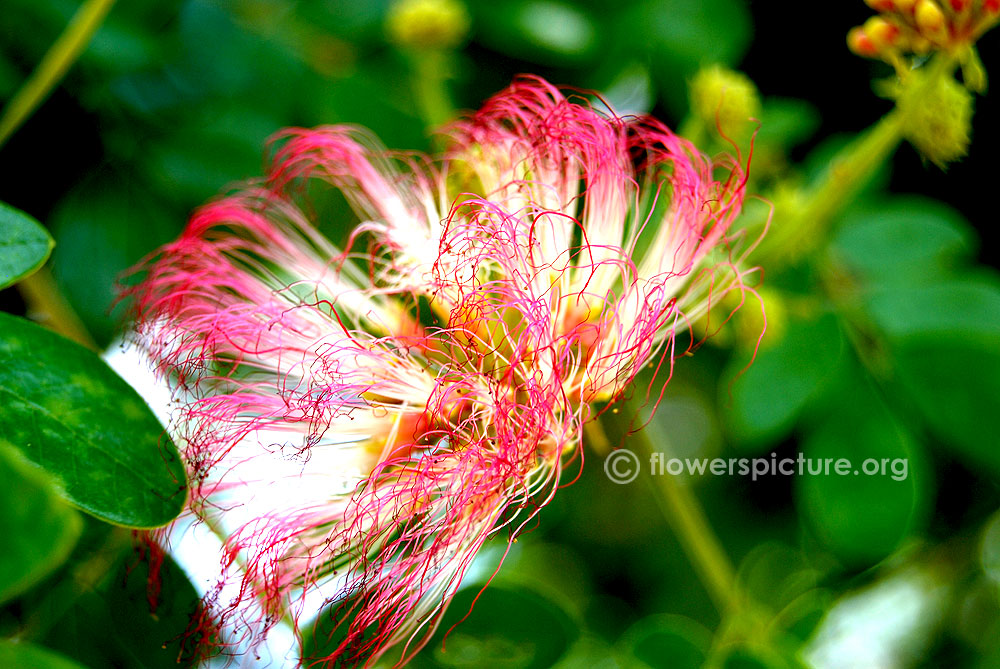 White with pink flowered monkeypod 