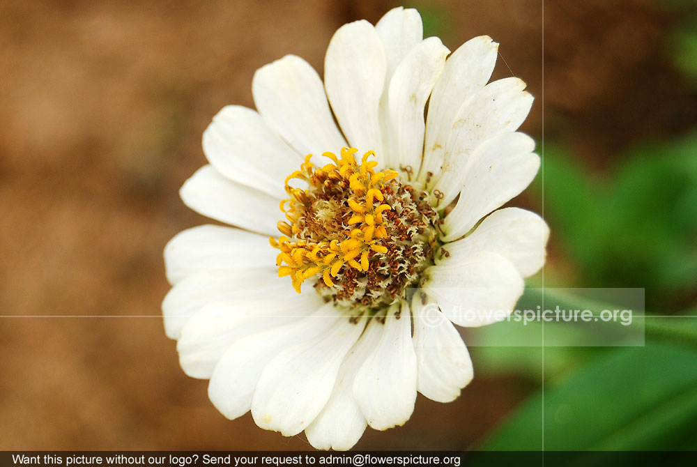 White zinnia