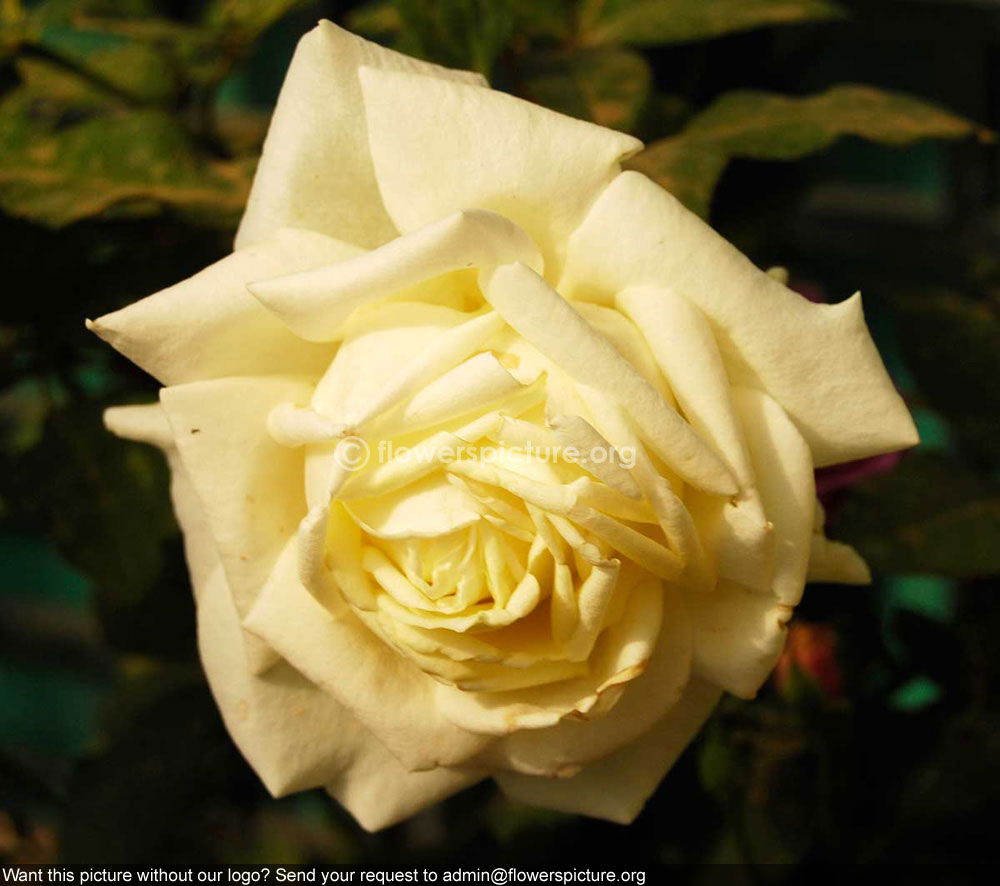 White Rose