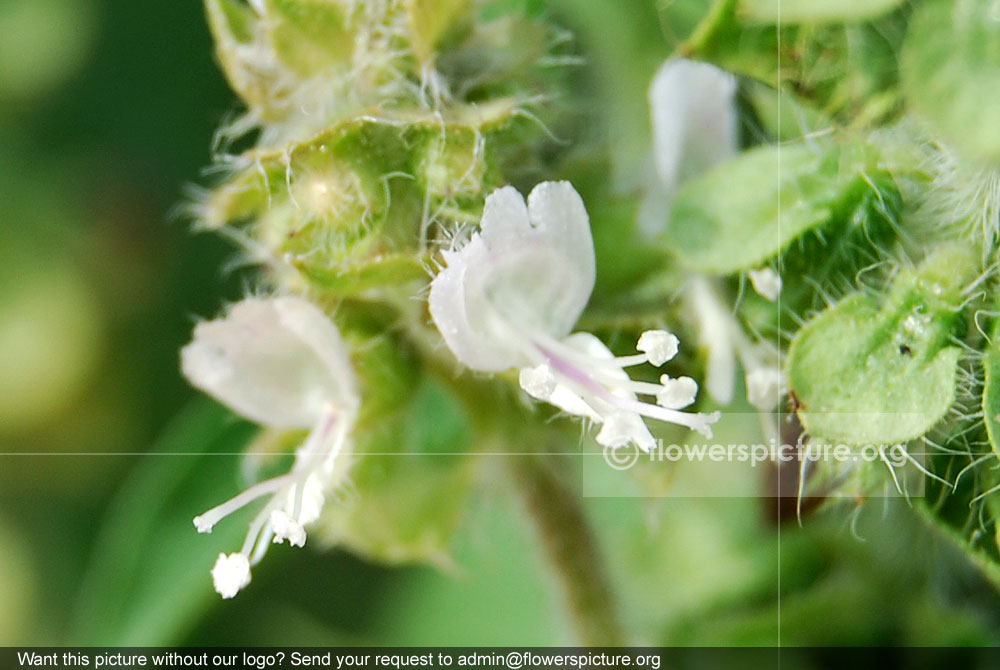 Wild basil