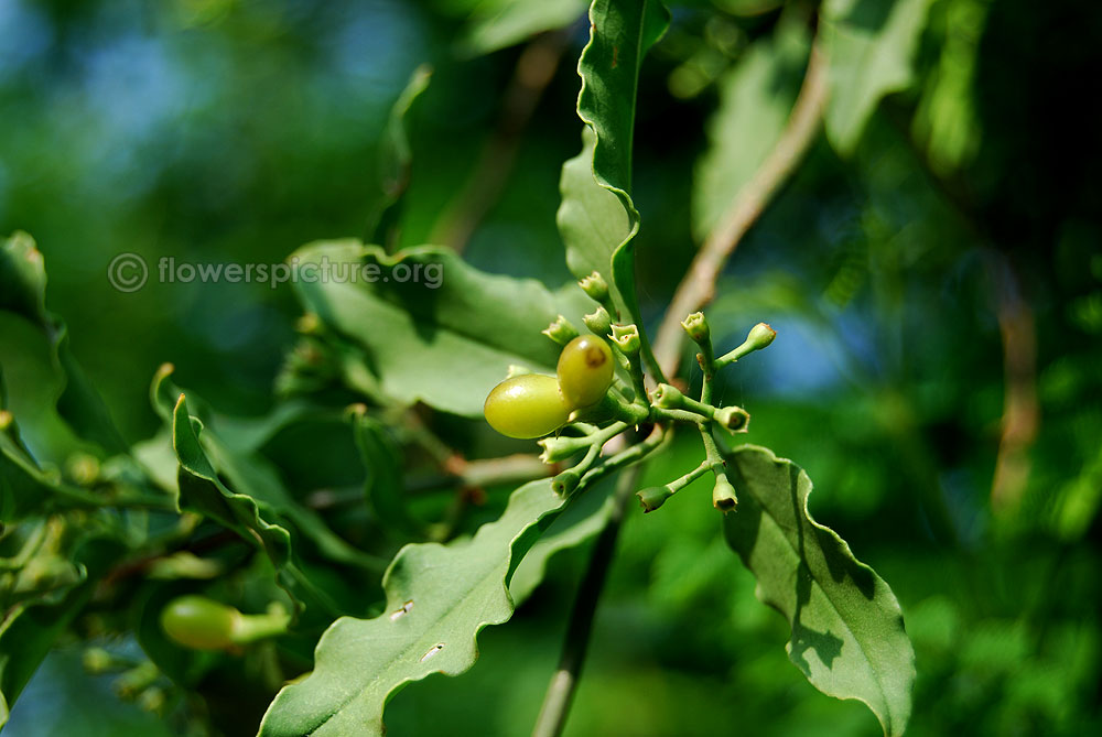 Wild jasmine fruit