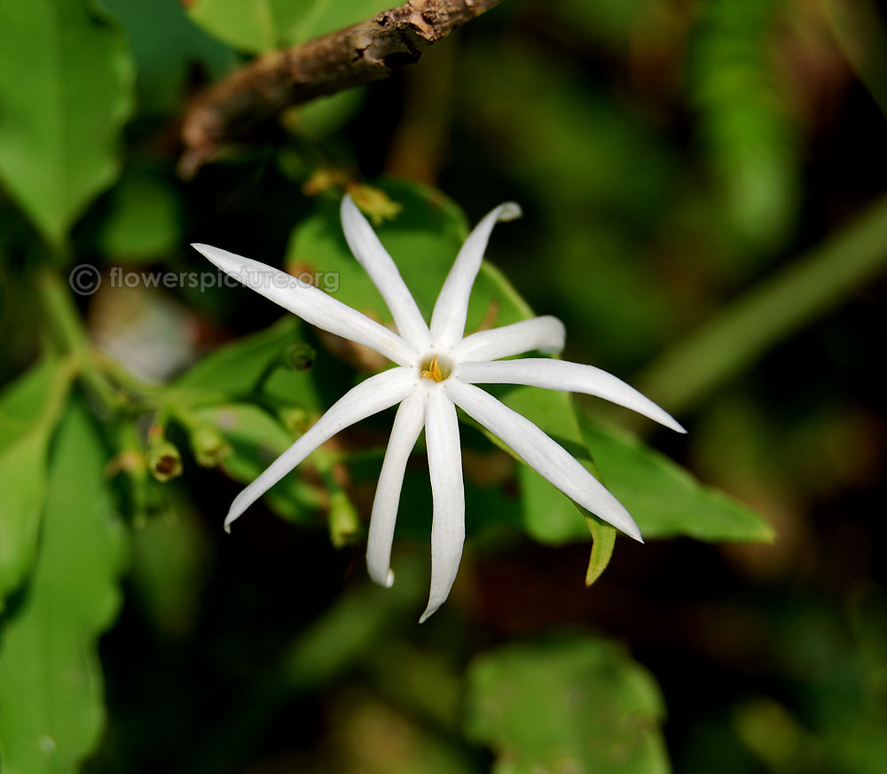 Wild Jasmine