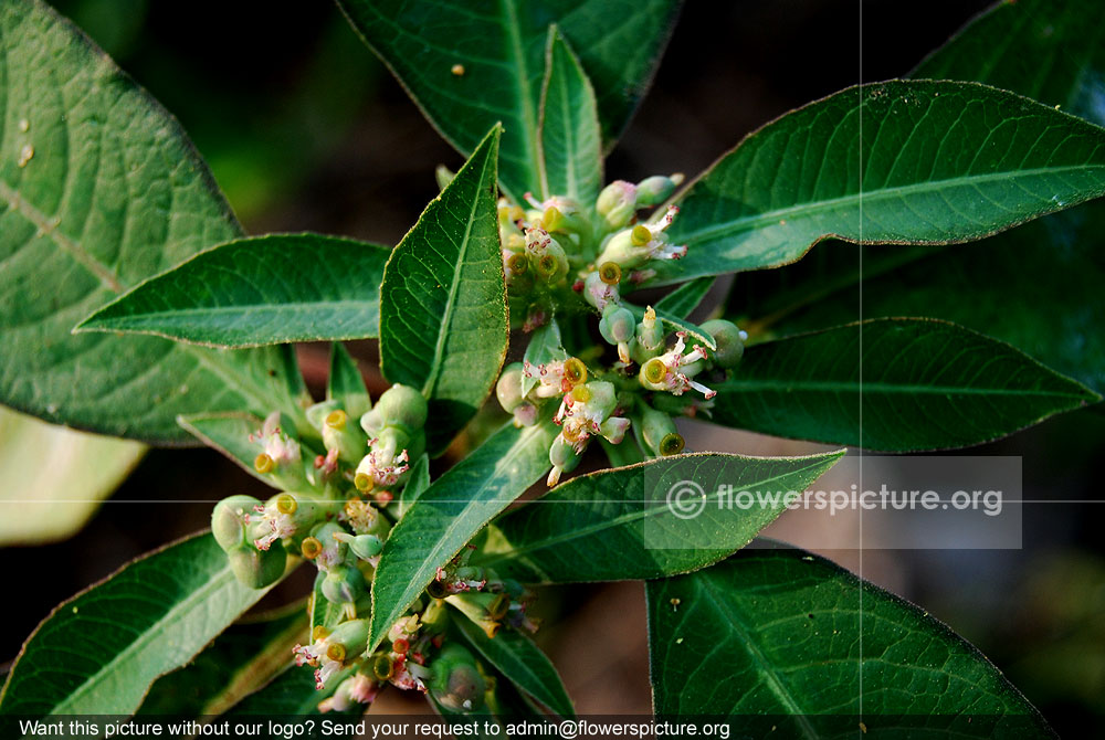 Wild poinsettia