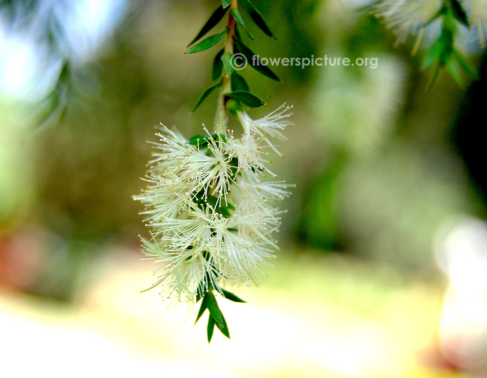 Willow bottlebrush