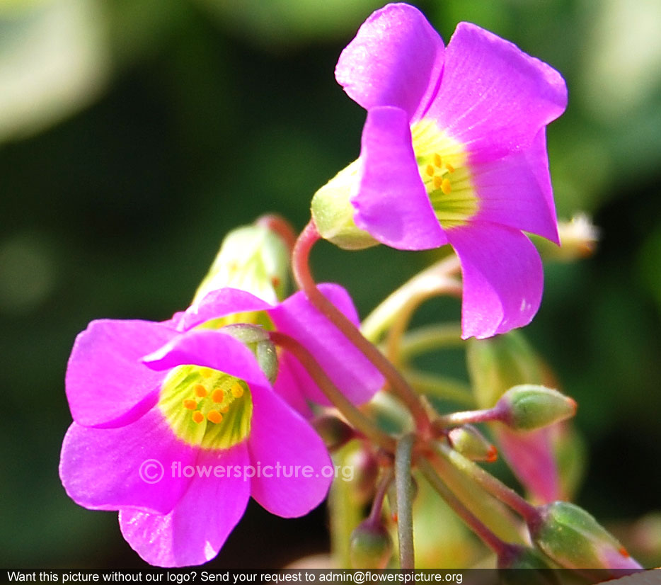 Wood sorrel