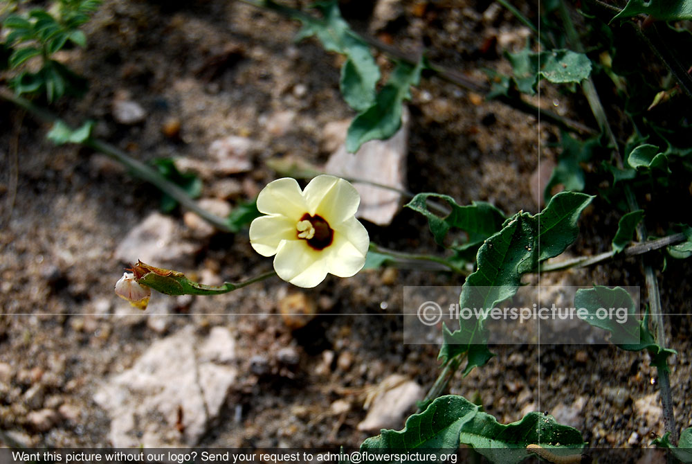 Xenostegia tridentata