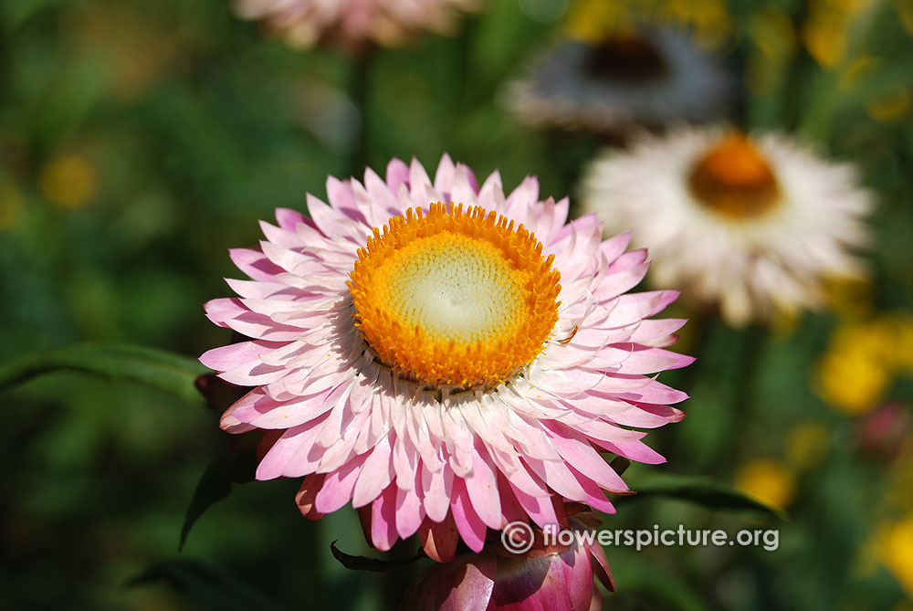 Xerochrysum Bracteatum