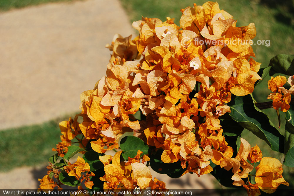 Yellow bougainvillea