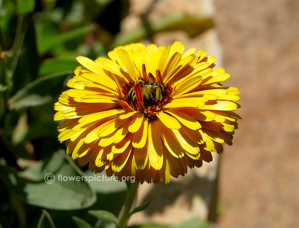 Yellow calendula