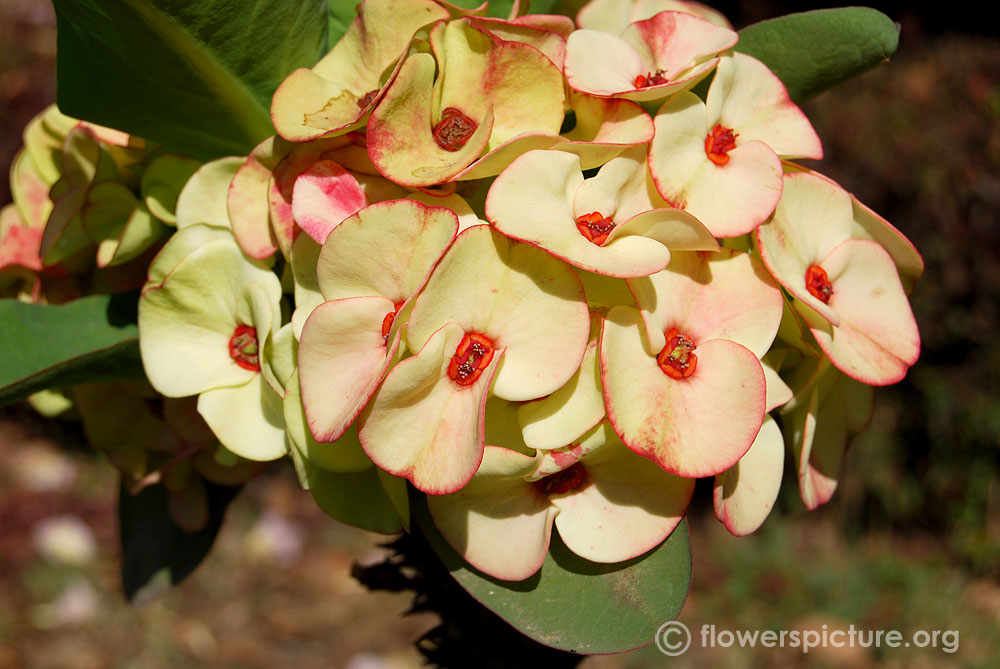 Yellow euphorbia milii