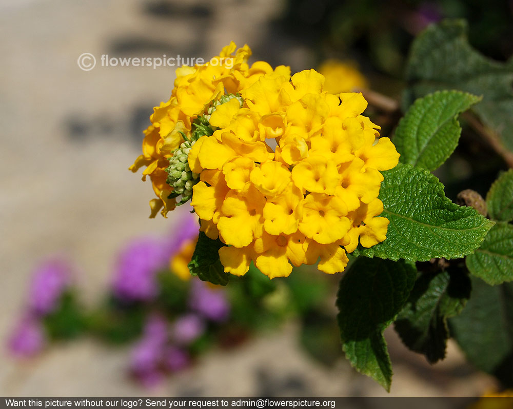 Yellow lantana