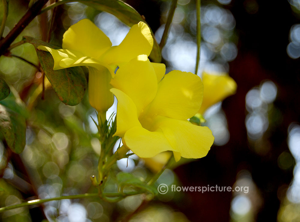 Yellow mandevilla