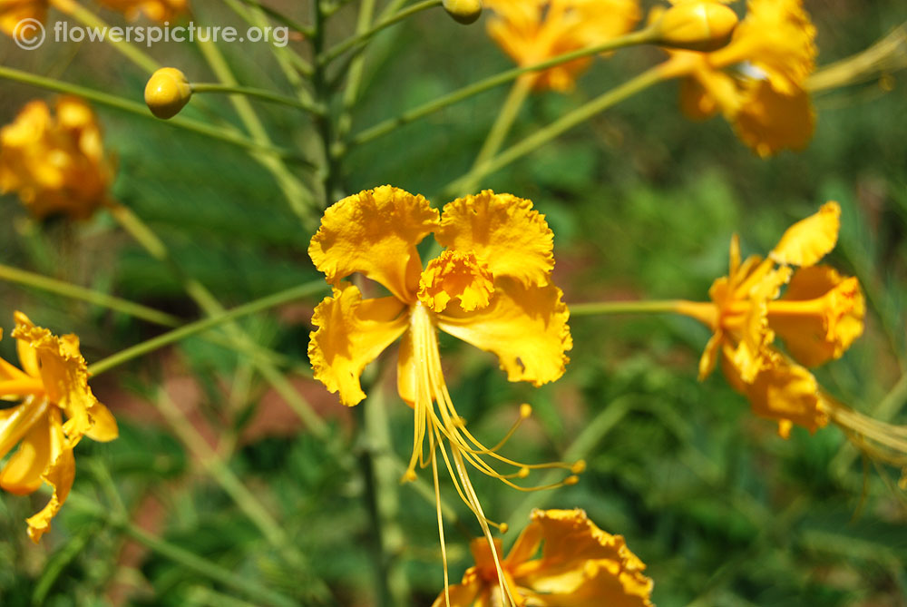 Yellow peacock flower