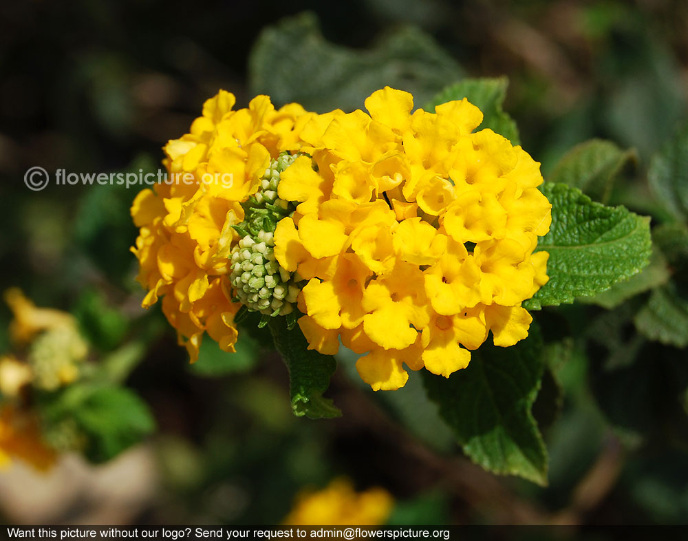 Yellow sage