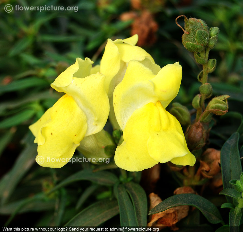 Yellow snapdragon