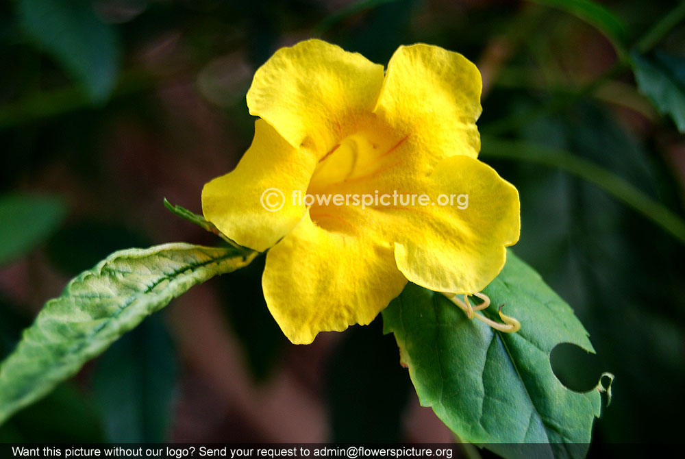 Yellow trumpet vine