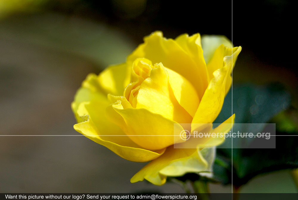 Yellow Rose