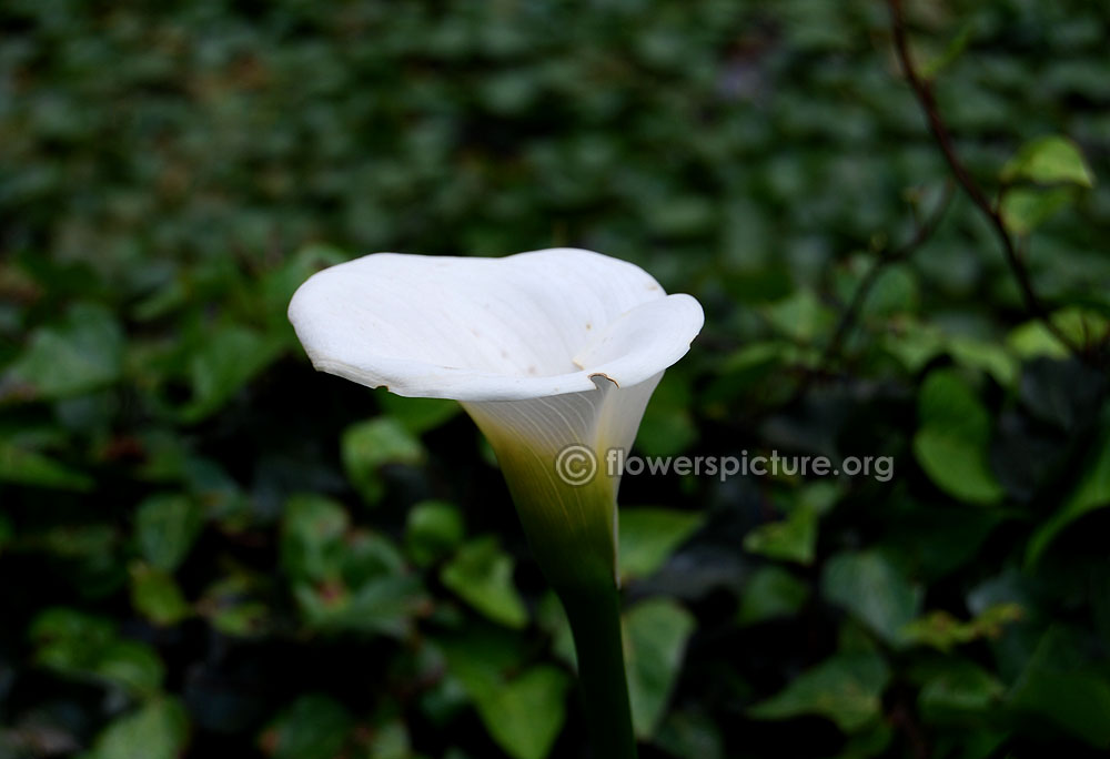 White calla lily