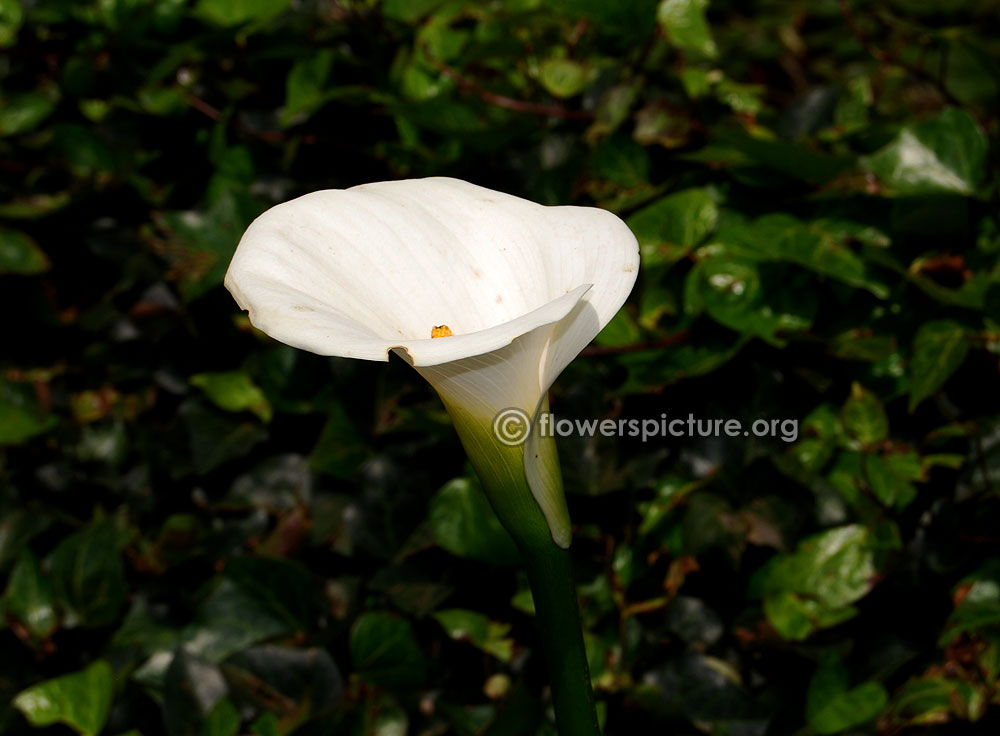 Zantedeschia aethiopica