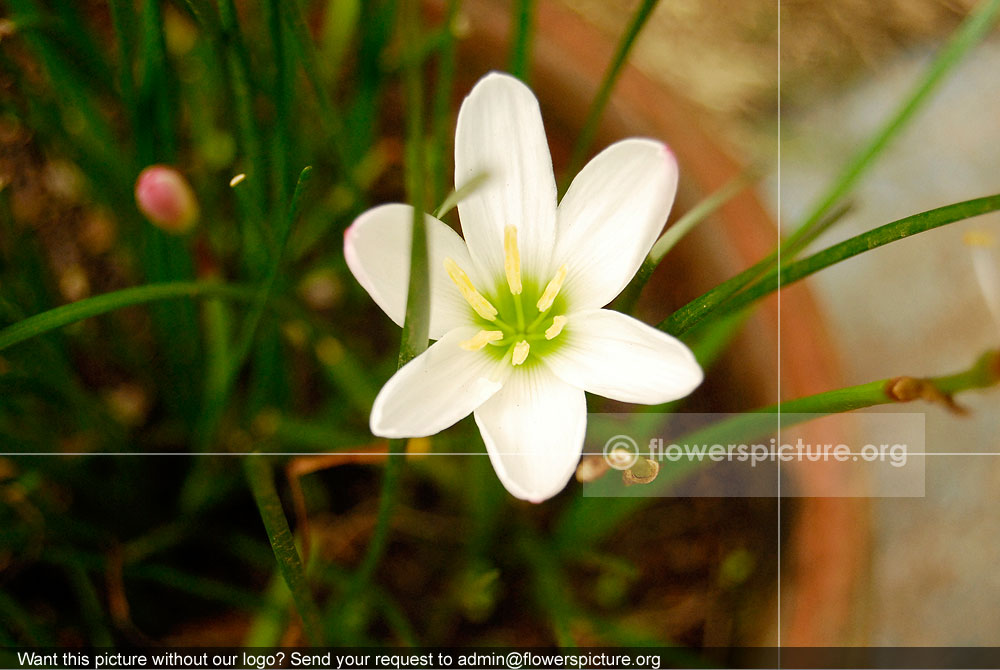 Zephyranthes Candida