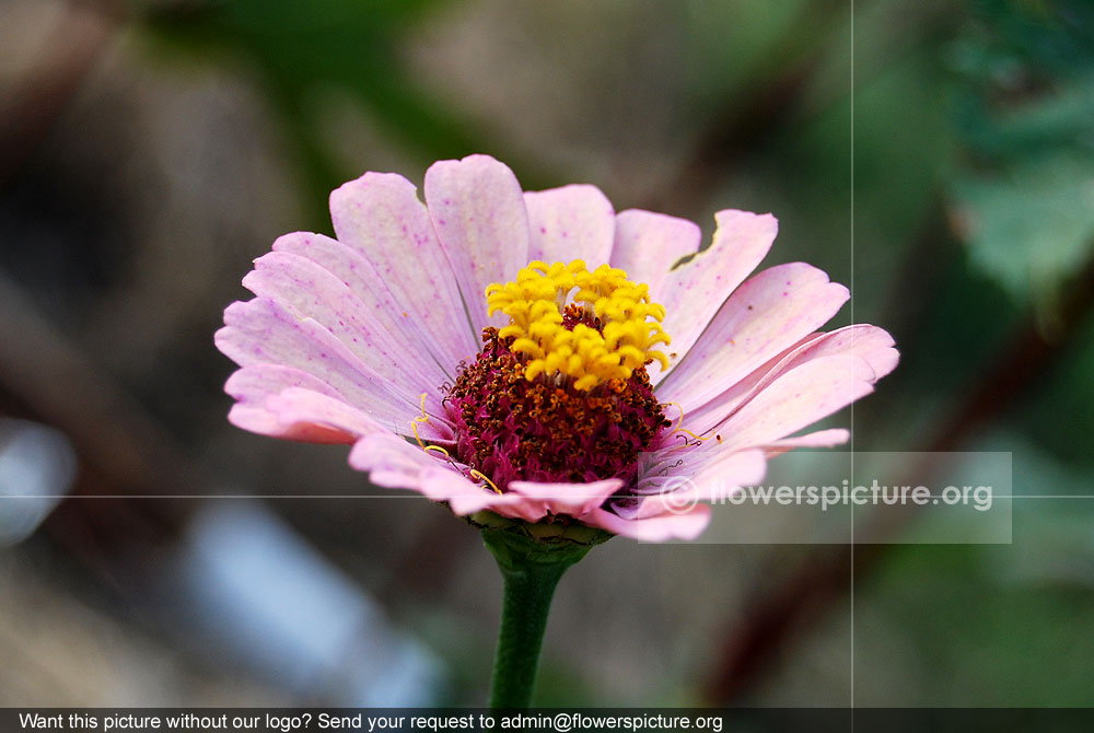 Zinnia baby pink