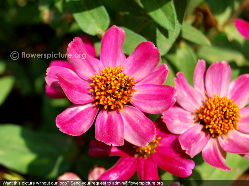 Zinnia elegans