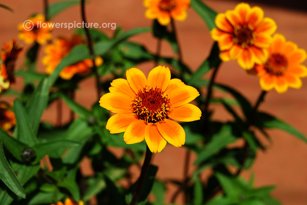 Zinnia haageana soleado