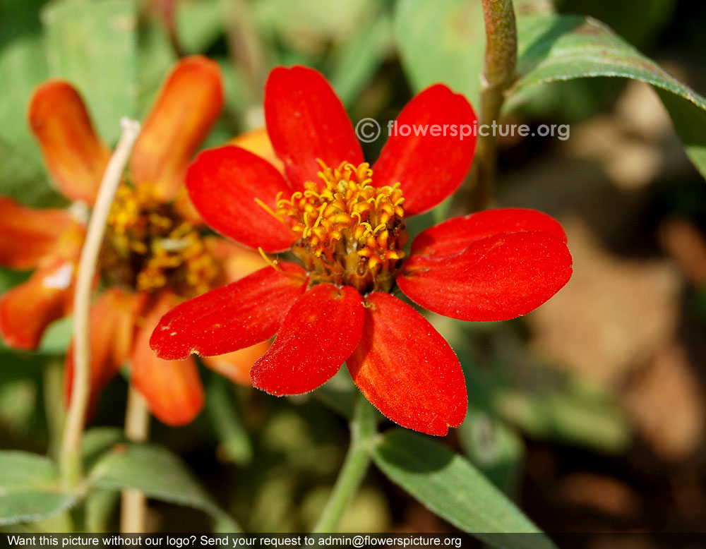 Zinnia pauciflora