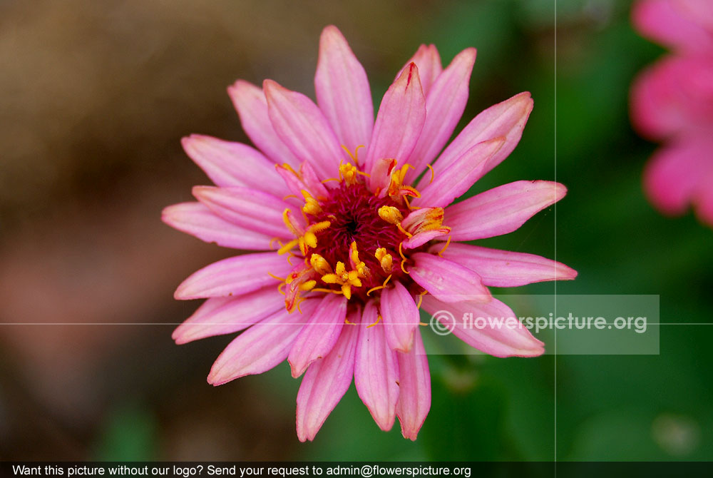 Zinnia pinca