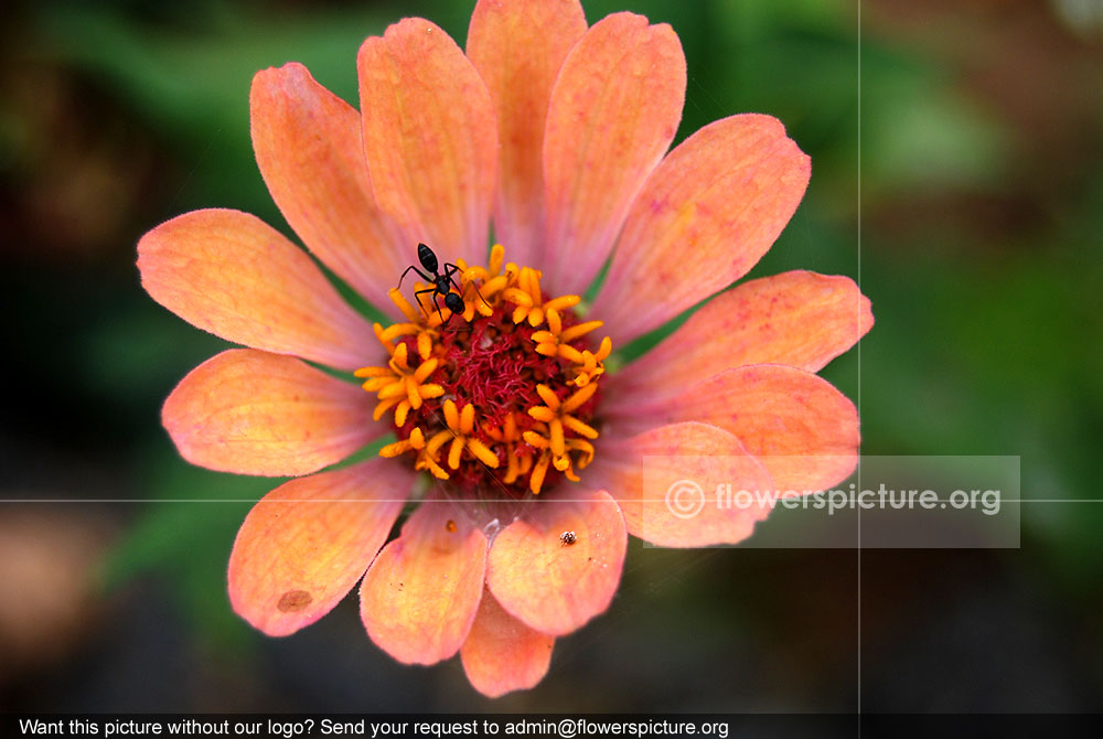 Zinnia profusion apricot