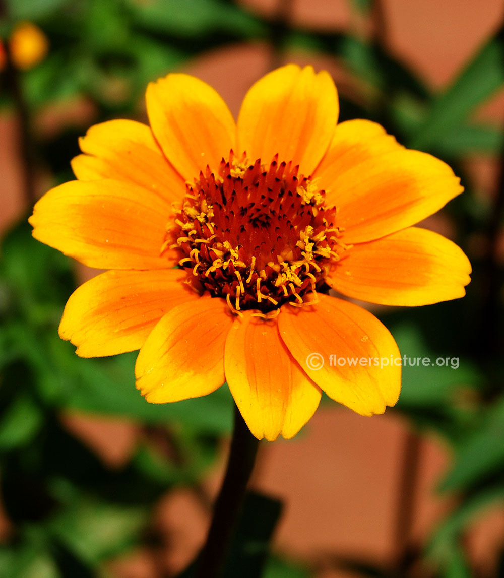 Zinnia soleado close up view