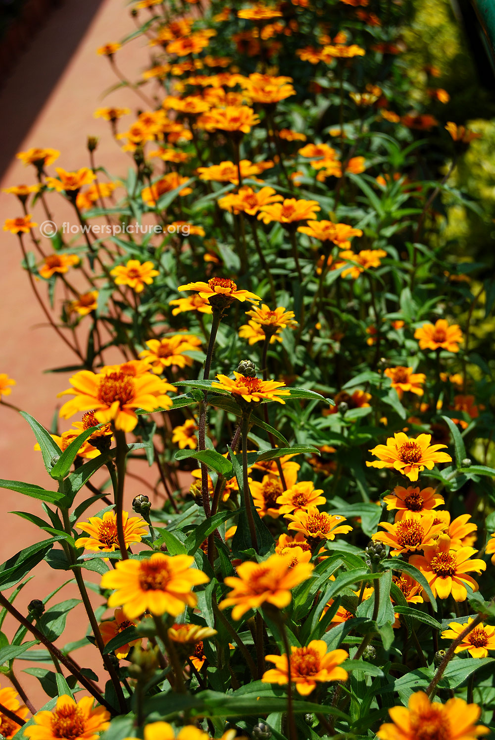 Zinnia soleado palnt & foliage