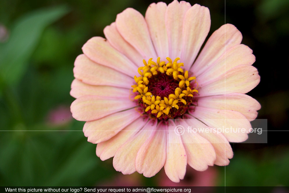 Zinnia thumbelina