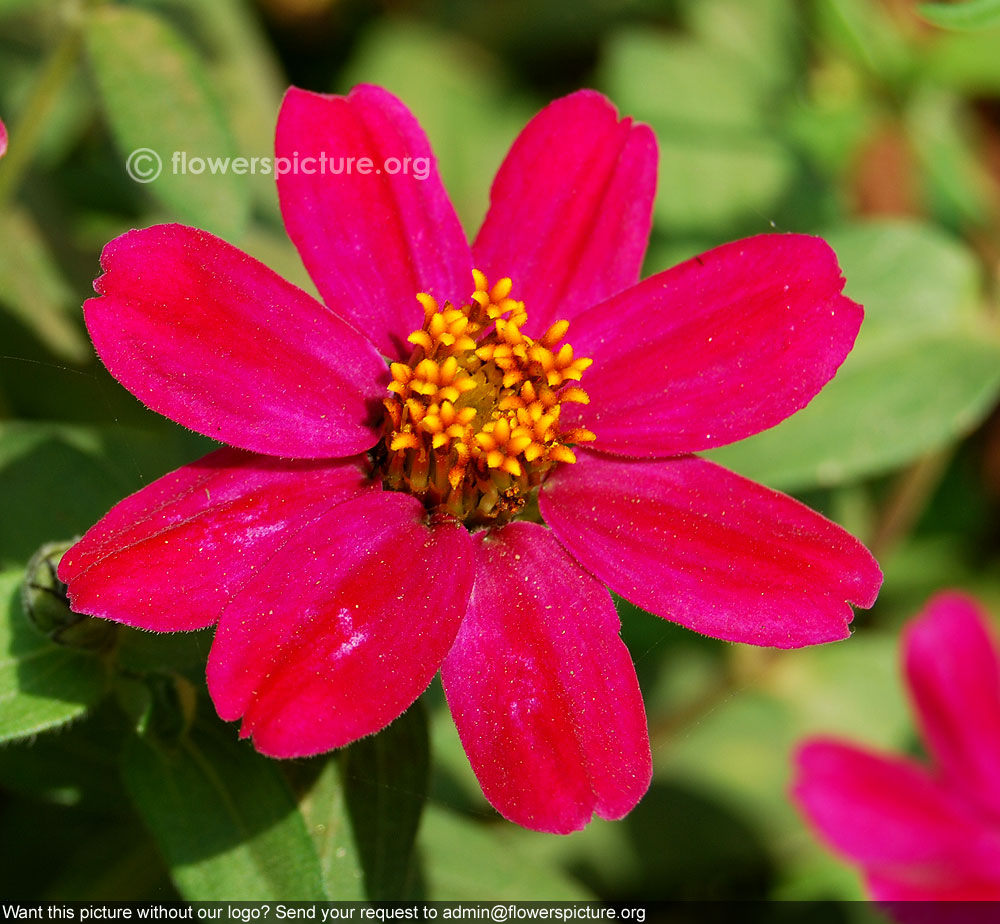 Zinnia