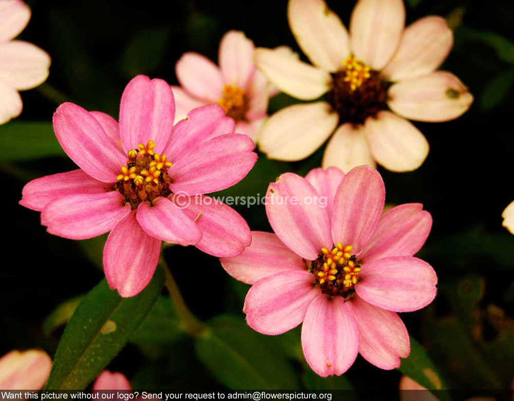 Zinnia Acerosa Pink