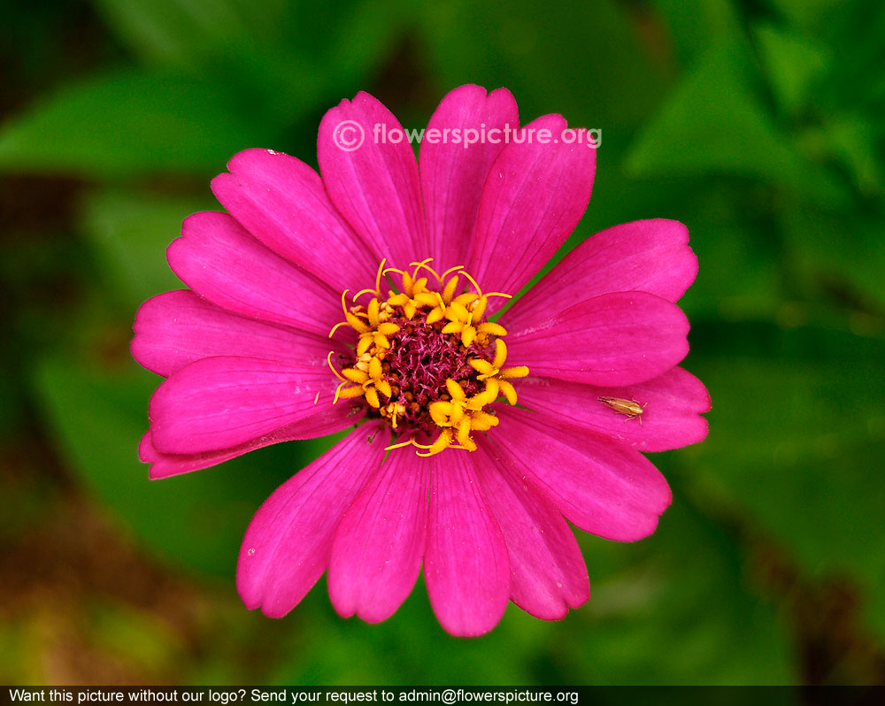 Zinnia Angustifolia Deep Pink